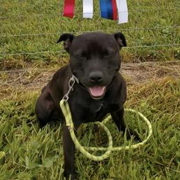 Staffordshire Bull Terriers from Koddiak Kennels