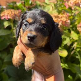 Purple Collar Longhair - Black and tan female Dachshund puppy in Cottonwood, California from Circle C Farm