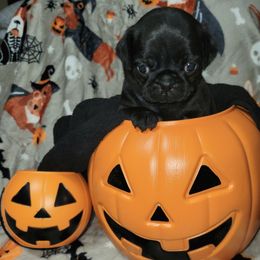 White girl - Black female Pug puppy in Weirsdale, Florida from Splash of Color Pug's