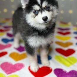 Frenchy - Black and white female Pomsky puppy in Rossville, Georgia from Scenic City Pomskies