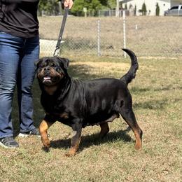 Gigi - Rottweiler