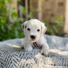 MJ - Cream male Goldendoodle puppy in St. George, Utah from Dashing Doodle Pups