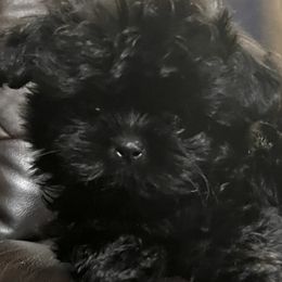 Midnight - Black male Shih Tzu puppy in Winston Salem, North Carolina from Jay&Ray Shih Tzu’s