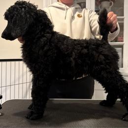 Boy 2 - Black male Poodle puppy in Walpole, Massachusetts from Harborstone Poodles and Terriers