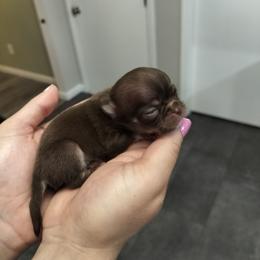 Akc Flynn - Chocolate and tan male Chihuahua puppy in Cedarville, Ohio from Evereve Kennels