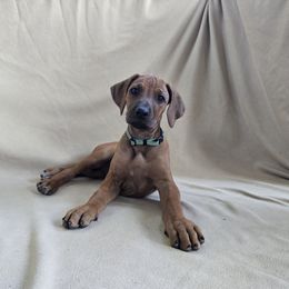 Girl 2 - female Rhodesian Ridgeback puppy in Chesapeake, Virginia from Monarch Rhodesian Ridgebacks
