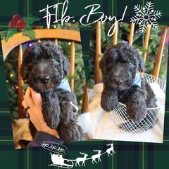 Dancer - Black male Whoodle puppy in Smallett, Missouri from Leshas Whoodles