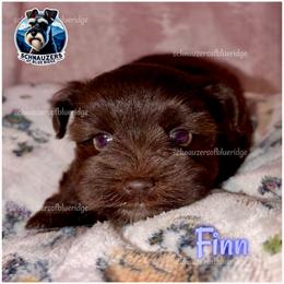 Finn - Liver male Miniature Schnauzer puppy in Spruce Pine, North Carolina from Schnauzers of Blue Ridge
