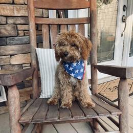 Goldendoodles from Bluff Creek Poodles & Doodles