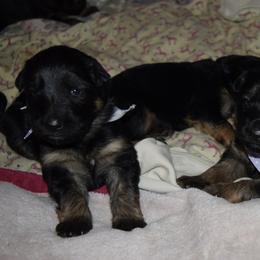 German Shepherd Puppies from Import German Shepherds of Kansas