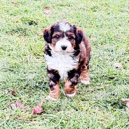 Roomy - Black phantom female Aussiedoodle puppy in Fredonia, Pennsylvania from Drew’s Aussies & Doodles