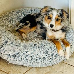 Romance - Toy Australian Shepherd
