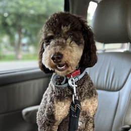 Lucky - Poodle