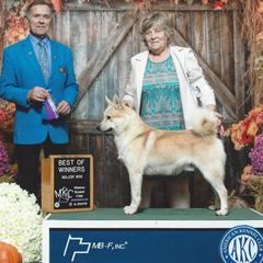 Norwegian Buhund puppies from Zodiac Ranch