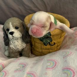 Green collar boy - Red and white male Cocker Spaniel puppy in Boca Raton, Florida from Gold-Coast Cockers