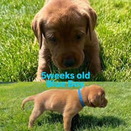 Labrador Retriever Puppies from McEnpoint Red Labs