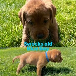 Labrador Retriever Puppies from McEnpoint Red Labs