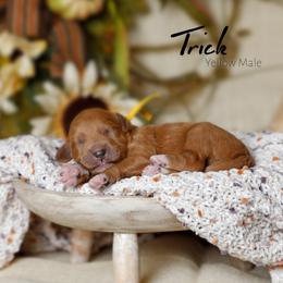 Trick - Red  male Goldendoodle puppy in Mendon, Massachusetts from Comfort & Cuddle Co