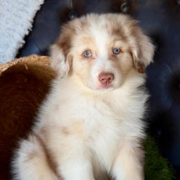 Sawyer- Has Tail and Videos - Red merle male Australian Shepherd puppy in Troy, South Carolina from Lana Corley- Australian Shepherds of 3/W Farms