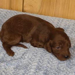 Sean - Red male Irish Doodle puppy in Bonifay, Florida from Heavenly Poodles