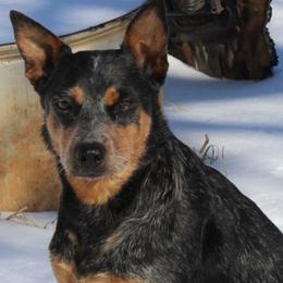 Cali Jean - Australian Cattle Dog