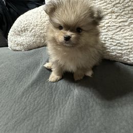 Pomeranian Puppies from JD Poms