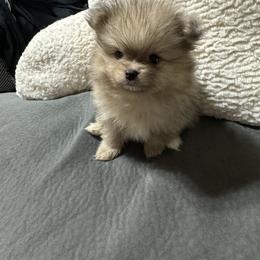 Pomeranian Puppies from JD Poms