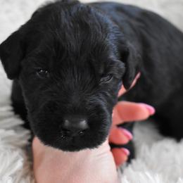 Slalom (Red) - Black male Giant Schnauzer puppy in Harrisville, Utah from Diamond in the Ruff