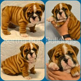 Bulldog Puppies from Bertha Butt Bulldogs