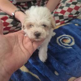 Blade - White male Maltipoo puppy in Everett, Washington from Meadows Ranch