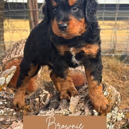 Brownie - Phantom male Goldendoodle puppy in Burleson, Texas from Kendall’s Kennel