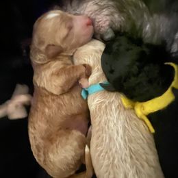 Goldendoodle puppies from Spread Love Everywhere Poodles & Doodles