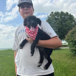 Nelson - Black and white male Aussiedoodle puppy in Hopkins, Missouri from Mowry Creek Mini Aussiedoodles and More