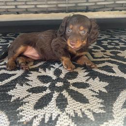 Dachshund Puppies from Dapper Dachshund