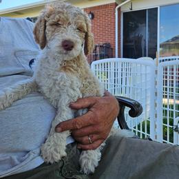 Boy 3 - Parti male Poodle puppy in Detroit, Michigan from Pretty Spoiled Spoos llc