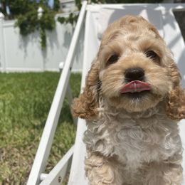Cocker Spaniel puppies from Prestige Cocker Spaniels