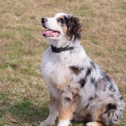 Cash - Australian Shepherd