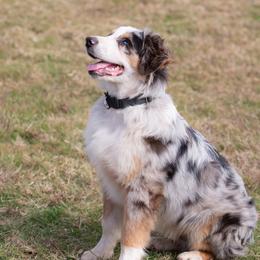 Cash - Australian Shepherd