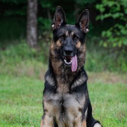 Valka - German Shepherd