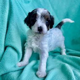 Button - Merle female Goldendoodle puppy in Crawford, Mississippi from Magnolia State Poodles and Doodles