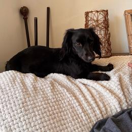 Pearl - Dachshund