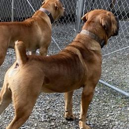 Boerboels from Cascade Boerboels