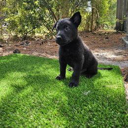 Blue - xDutch Shepherd puppy from Crystal Coast Canine Training