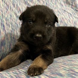 Boy 2 - male German Shepherd puppy in Beech Grove, Arkansas from Backwoods Kennels