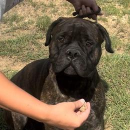 Julep - Bullmastiff