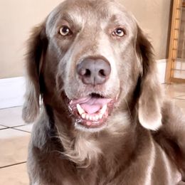 O’Greyson - Long Haired Weimaraner