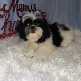 Taylor - Black and white male Shih Tzu puppy in Tenino, Washington from Fantasy Realm Shih Tzus