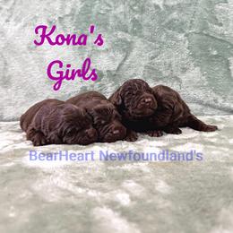 Medusa - Brown female Newfoundland puppy in Cortez, Colorado from Bear Heart Newfoundlands, LLC