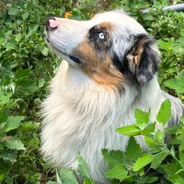 Noah - Miniature Australian Shepherd