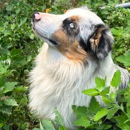 Noah - Miniature Australian Shepherd